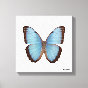 Blue Morpho Butterfly Canvas Print