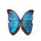 Blue Morpho Butterfly