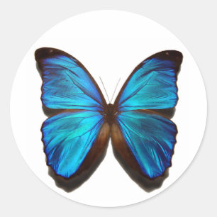 Blue Morpho Butterfly Classic Round Sticker
