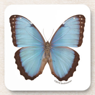 Blue Morpho Butterfly Coaster