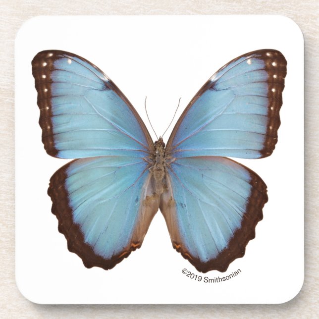 Blue Morpho Butterfly Coaster (Front)