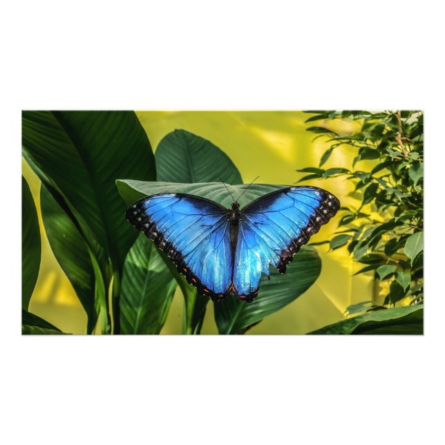 Blue Morpho Butterfly Floral Nature Art Photo Print (Front)