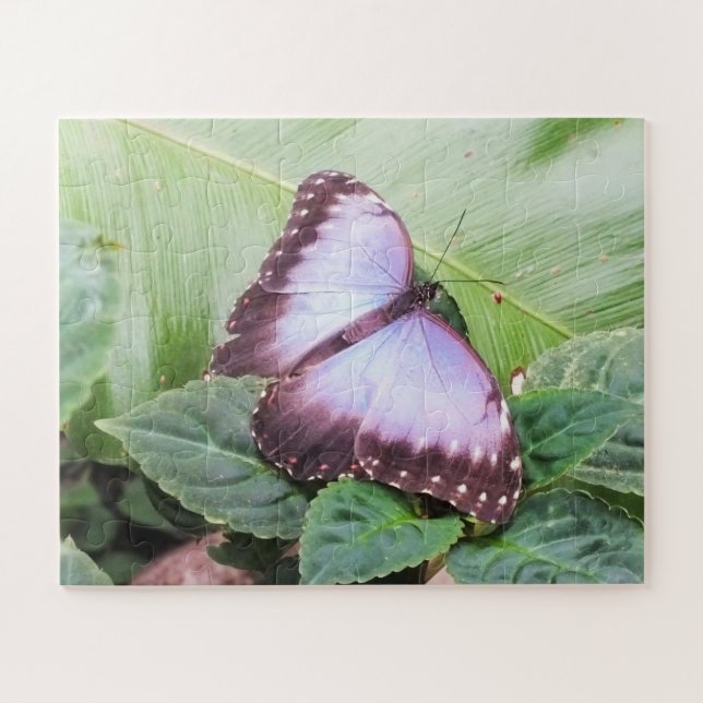 Blue  morpho butterfly jigsaw puzzle (Horizontal)