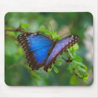 Blue Morpho Butterfly Mouse Mat