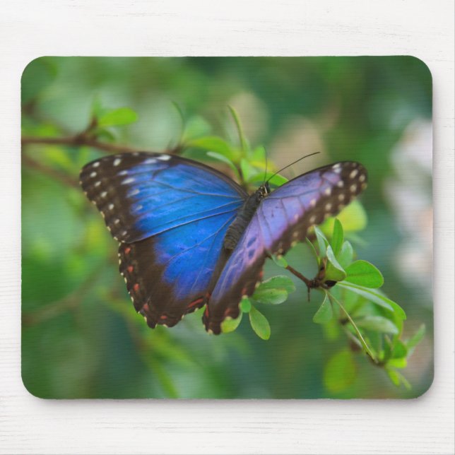 Blue Morpho Butterfly Mouse Mat (Front)