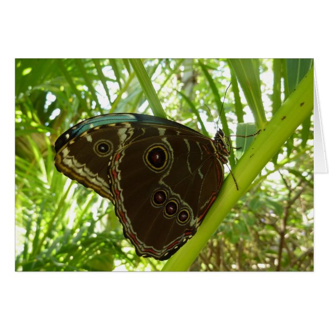 Blue Morpho Butterfly Nature Photography (Front Horizontal)