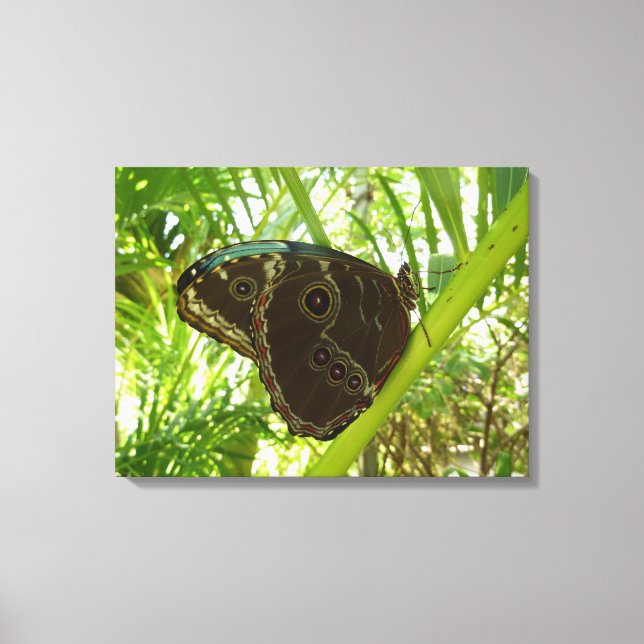 Blue Morpho Butterfly Nature Photography Canvas Print (Front)