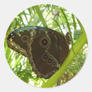 Blue Morpho Butterfly Nature Photography Classic Round Sticker