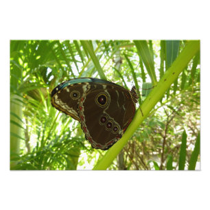 Blue Morpho Butterfly Nature Photography Photo Print