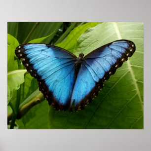 Blue Morpho butterfly nature photography poster