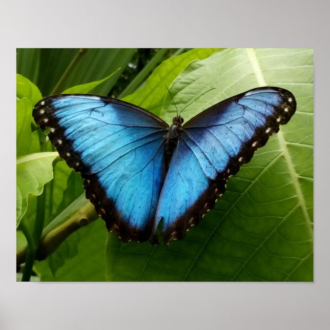 Blue Morpho butterfly nature photography poster (Front)