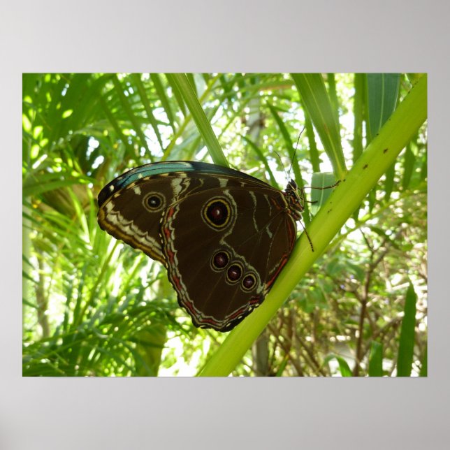 Blue Morpho Butterfly Nature Photography Poster (Front)