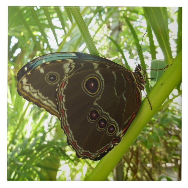 Blue Morpho Butterfly Nature Photography Tile (Front)