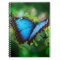 Blue Morpho Butterfly
