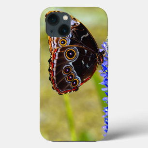Blue morpho butterfly on a marsh orchid iPhone 13 case