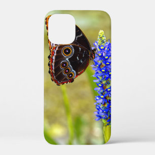 Blue morpho butterfly on a marsh orchid iPhone 12 mini case