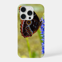 Blue morpho butterfly on a marsh orchid