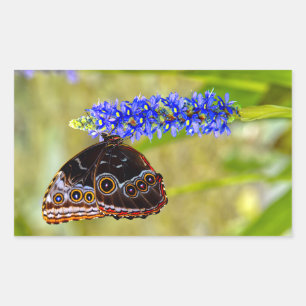 Blue morpho butterfly on a marsh orchid rectangular sticker