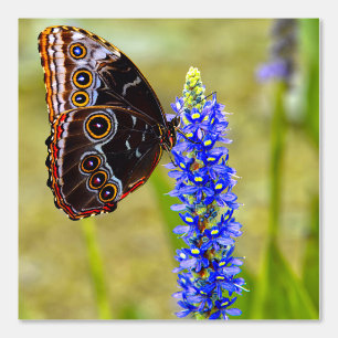 Blue morpho butterfly on a marsh orchid wallpaper