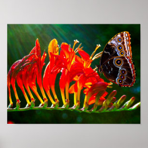 Blue morpho butterfly on Crocosmia Lucifer flowers Poster