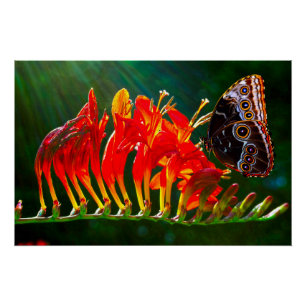 Blue morpho butterfly on Crocosmia Lucifer flowers Poster
