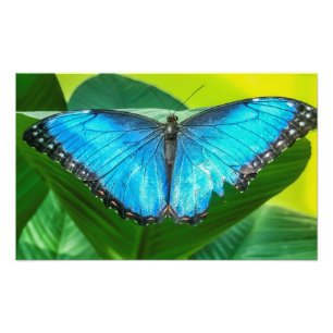 Blue Morpho Butterfly Photo Print