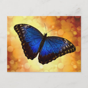 Blue Morpho Butterfly Postcard