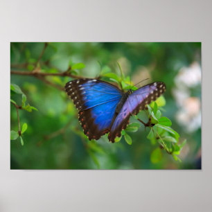 Blue Morpho Butterfly Poster