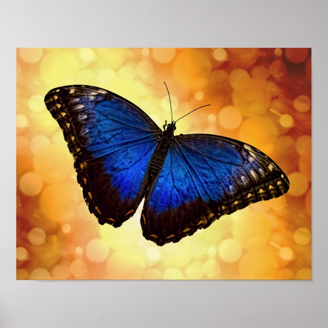 Blue Morpho Butterfly Poster (Front)