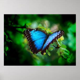 Blue Morpho Butterfly Poster