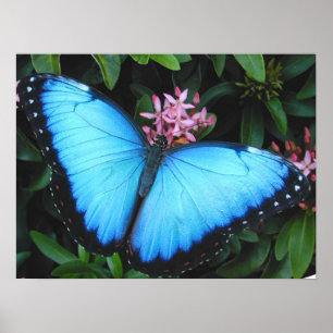 Blue Morpho Butterfly Print