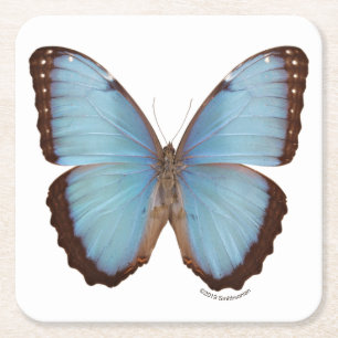 Blue Morpho Butterfly Square Paper Coaster