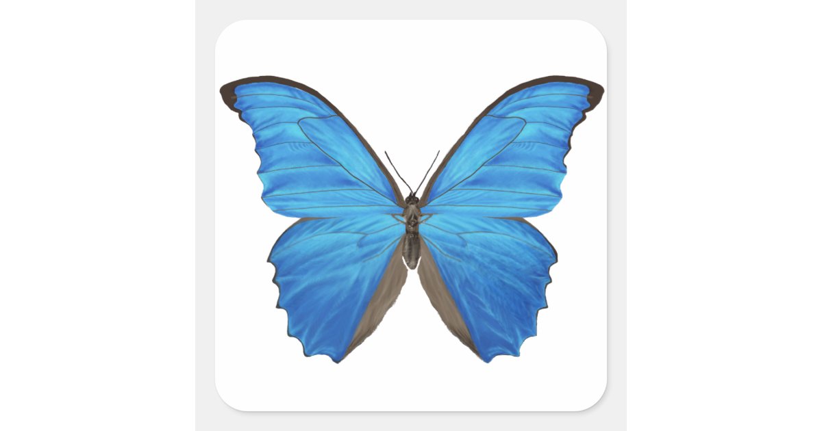 Blue Morpho Butterfly Square Sticker | Zazzle