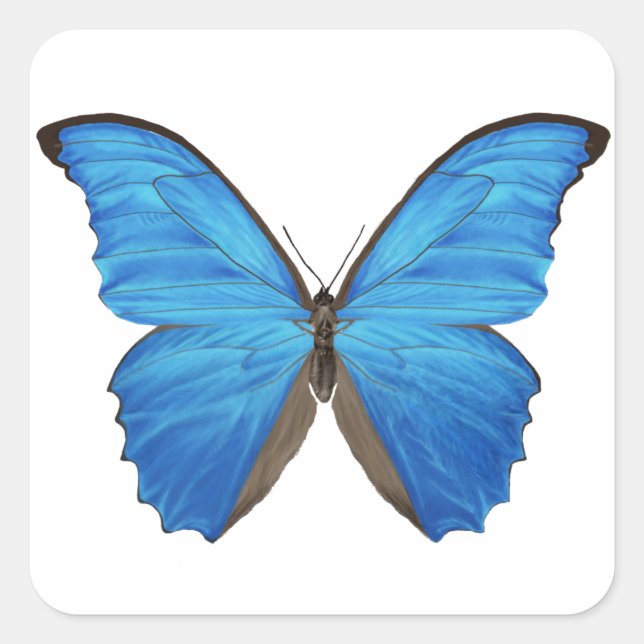 Blue Morpho Butterfly Square Sticker (Front)