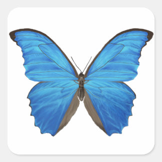 Blue Morpho Butterfly Square Sticker