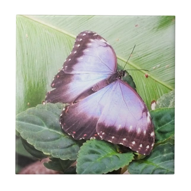 Blue morpho butterfly tile (Front)