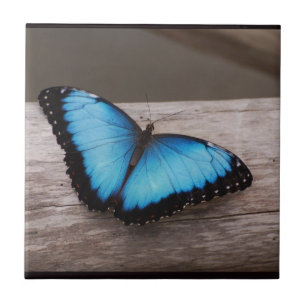 Blue Morpho Butterfly Tile