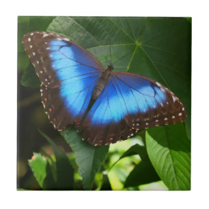 Blue Morpho Butterfly Tile