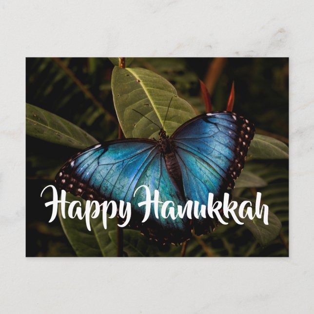 Blue Morpho, Happy Hanukkah Holiday Postcard (Front)