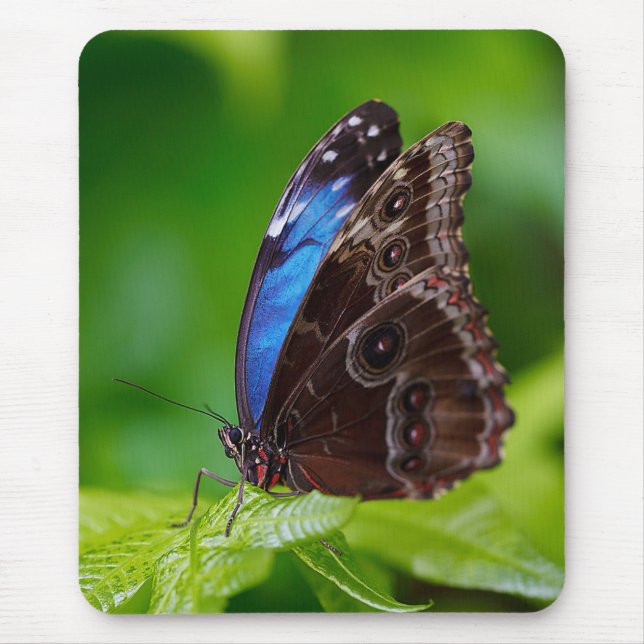 Blue Morpho Mouse Mat (Front)