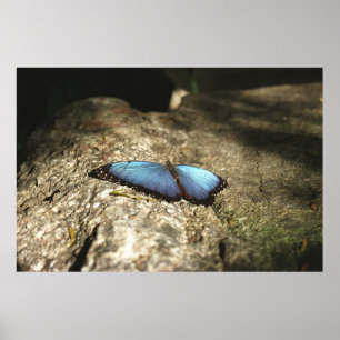 Blue Morpho, Niagara Parks, Canada Poster