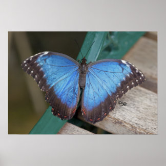 Blue Morpho Print
