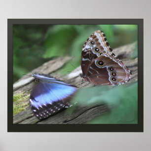 Blue Morphos Canvas Print -24x20 -other sizes also