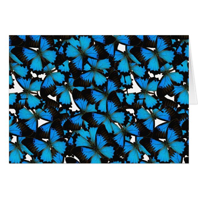 Blue Mountain Swallowtail (Front Horizontal)