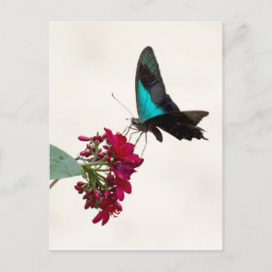 Blue Mountain Swallowtail Butterfly Postcard