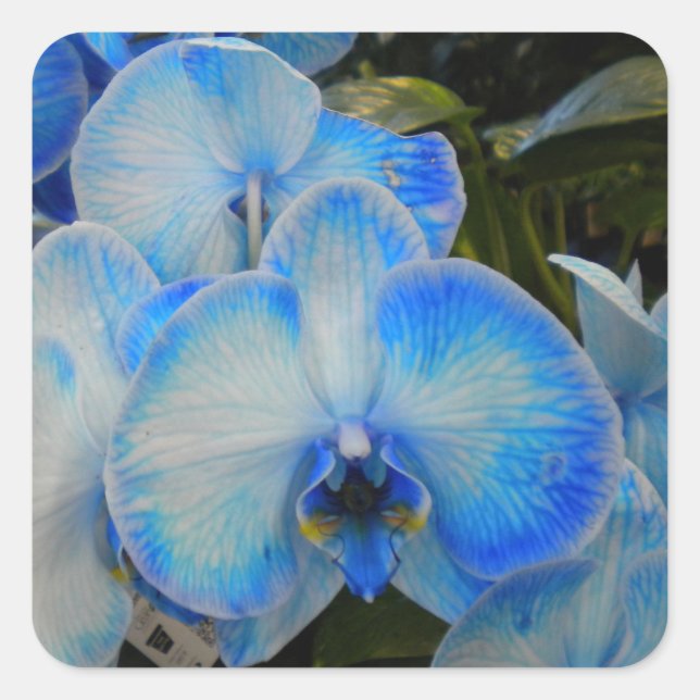 Blue Mystique Orchid II Stickers (Front)