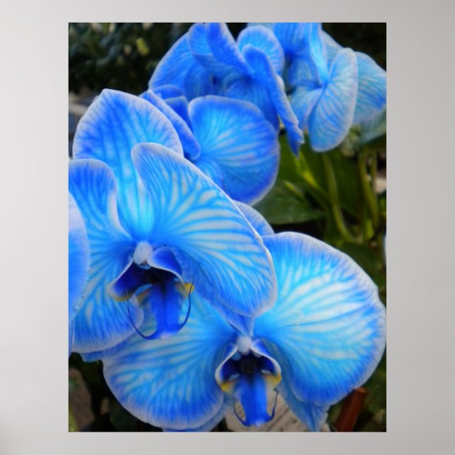 Blue Mystique Orchids Poster (Front)