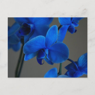 Blue Mystique Postcard