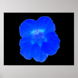 Blue Nasturtium Print