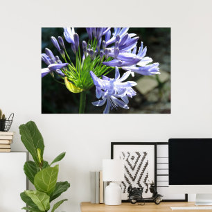 Blue Nile Lilly Photo Enlargement Poster